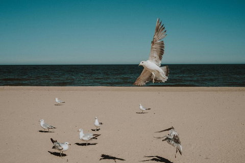 Peach Mansion - Renee 1