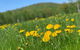 Tentrr Signature - Mountain Views And Farm Animals - thumb 1