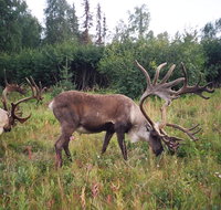 All Alaska Outdoors
