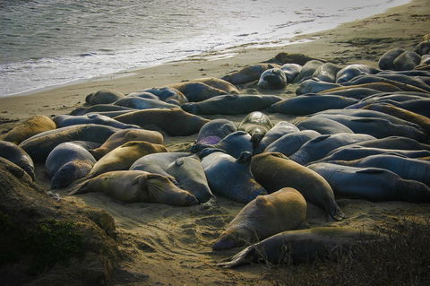 Morro Bay Beach Inn - Renee 22