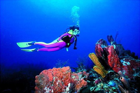 Wyndham Deerfield Beach Resort - Internet Find 1